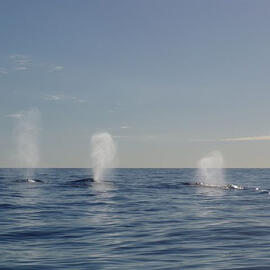 Look, Whales!